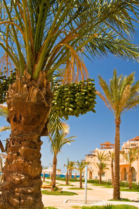 迪拜进口沙漠腹地种植帝王级天然黑椰枣500g包邮