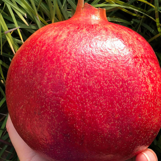 以色列红宝石石榴果皮嫣红漂亮果形饱满晶莹如宝石般的籽粒