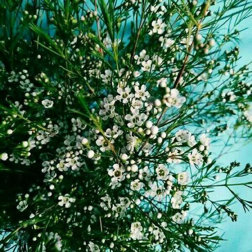 ＃杨月季＃蜡花——混装！ 20扎/件 商品图6