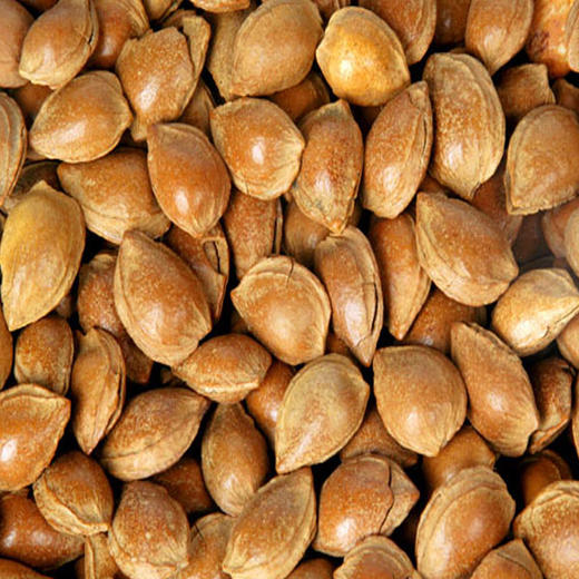 【百汇到家】散装小银杏 商品图0