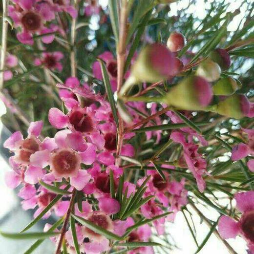 ＃杨月季＃蜡花——混装！ 20扎/件 商品图5