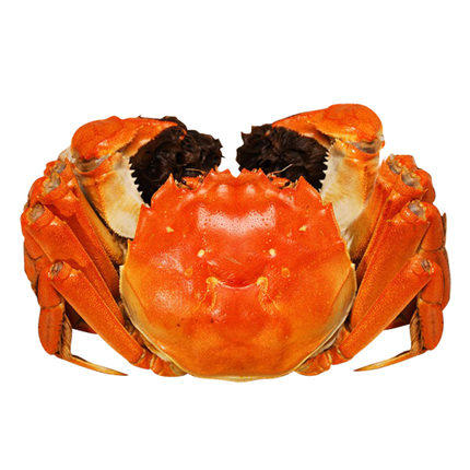 【常州馆】西湖山庄"老柴"牌螃蟹【仅供展示】 商品图0
