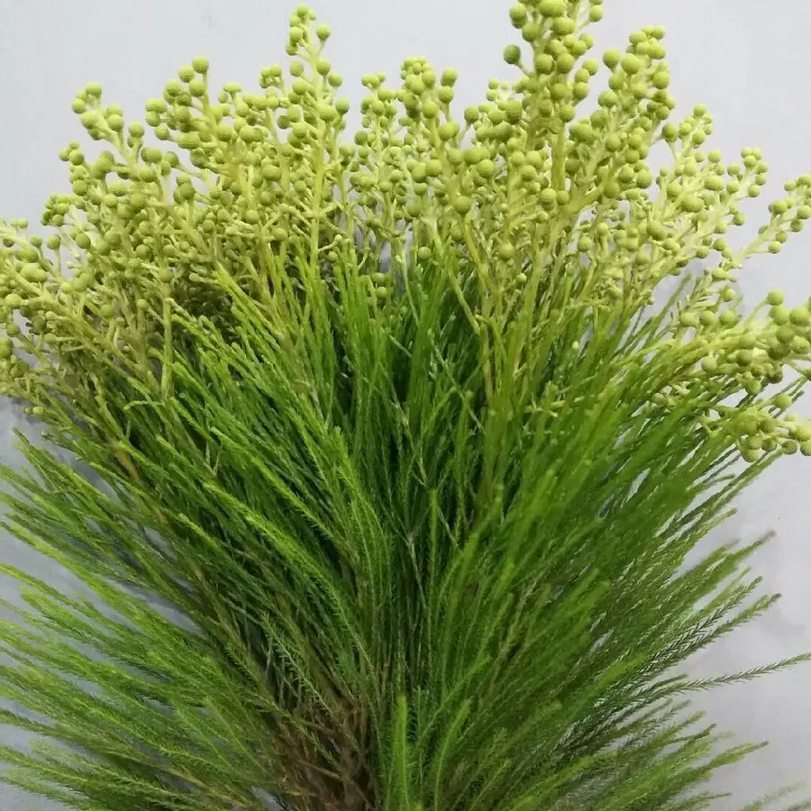 珊瑚果,小果,6扎一件,枝条60公分