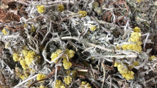 田艾250g 干品 清明田艾 鼠曲草 佛耳草 黄花 白艾 煲汤 商品图1