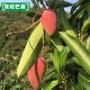 贵妃芒果 小果 净重8斤  个虽小，一样甜！与家人共享，实惠！ 商品缩略图3