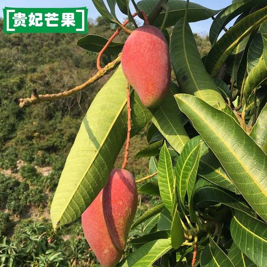 贵妃芒果 小果 净重8斤  个虽小，一样甜！与家人共享，实惠！ 商品图3