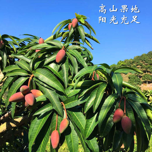 贵妃芒果 小果 净重8斤  个虽小，一样甜！与家人共享，实惠！ 商品图4