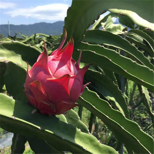 〔产地直发包邮04〕海南红心火龙果 商品图0