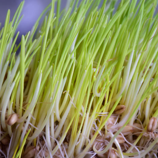 麦芽糖浆500克  糖稀饴糖 怀旧美食 自然农法原料   只添加大米 小麦芽和水 商品图5