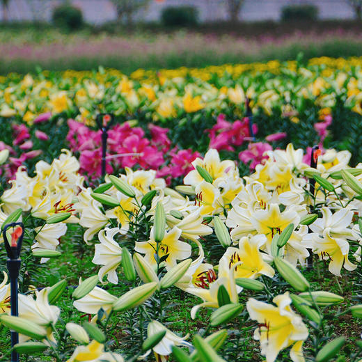 湖北宜昌枝江同心花海门票（全年通用） 商品图3