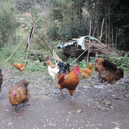 预售【安吉散养竹林鸡 】1只  2-3斤 商品图8