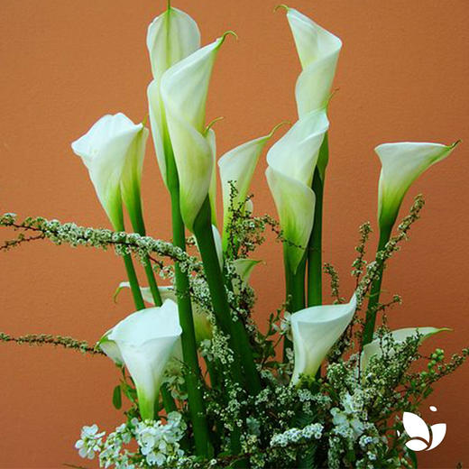 花材闪购彩色马蹄莲自带优雅光环的花多色随机发