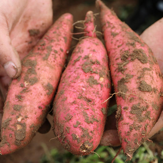 【送礼必备】密农人家甜蜜薯礼盒  软糯香甜 蒸烤都好吃 5斤包邮装 红薯礼盒 商品图2