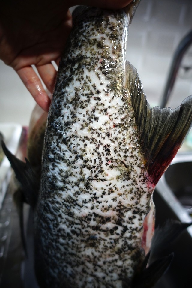 直发太平湖野生花鲢500天以上自选斤重