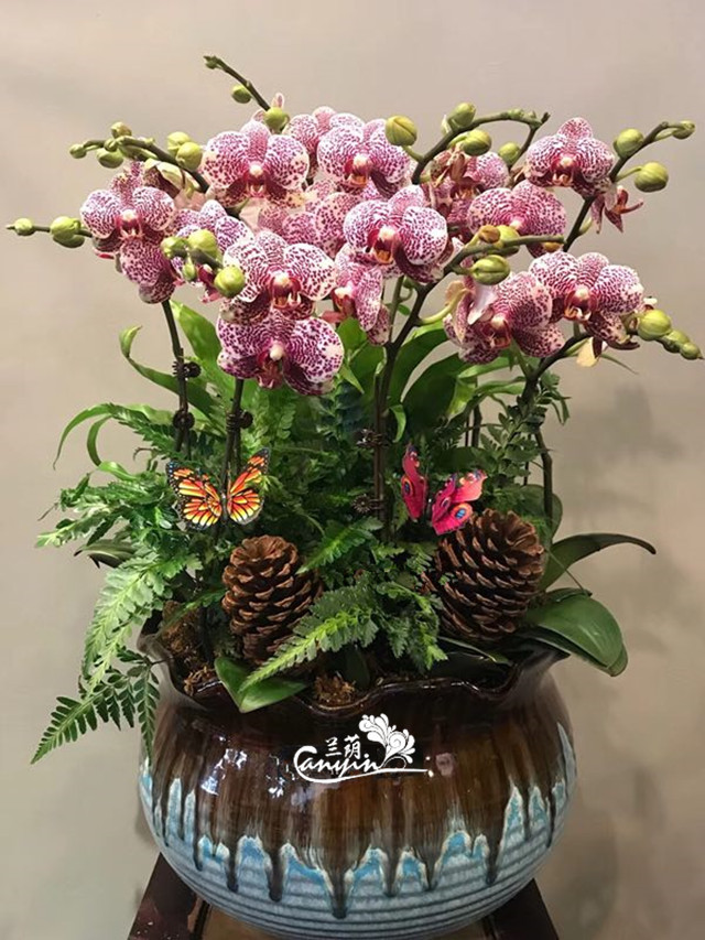 新年活动蝴蝶兰组合盆栽