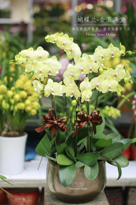 金玉满堂 | 蝴蝶兰