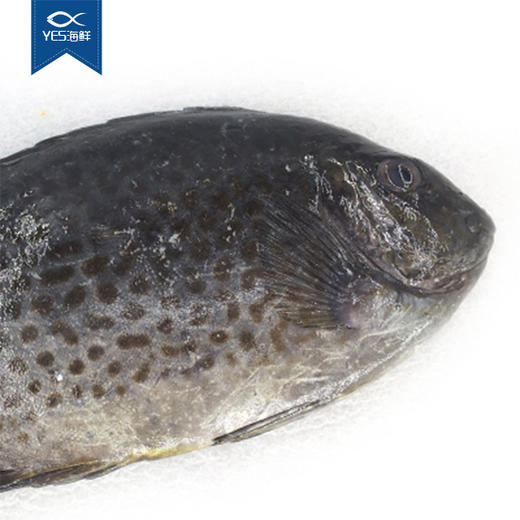 南海海鲜深海捕捞野生花泥猛鱼500g顺丰速运南野生鲜