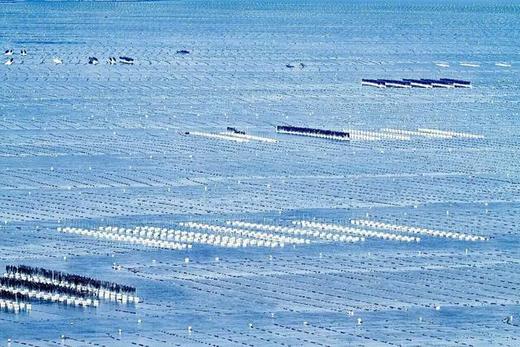 【福建霞浦紫菜海带】【五星推荐】南海海带之乡，原生态海带，只做头水紫菜，品鉴师好评高达百分，无污染、放心、好吃 商品图1