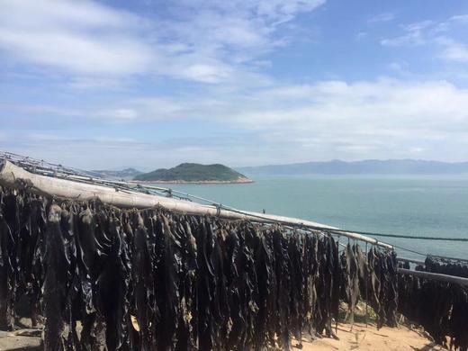 【福建霞浦紫菜海带】【五星推荐】南海海带之乡，原生态海带，只做头水紫菜，品鉴师好评高达百分，无污染、放心、好吃 商品图7
