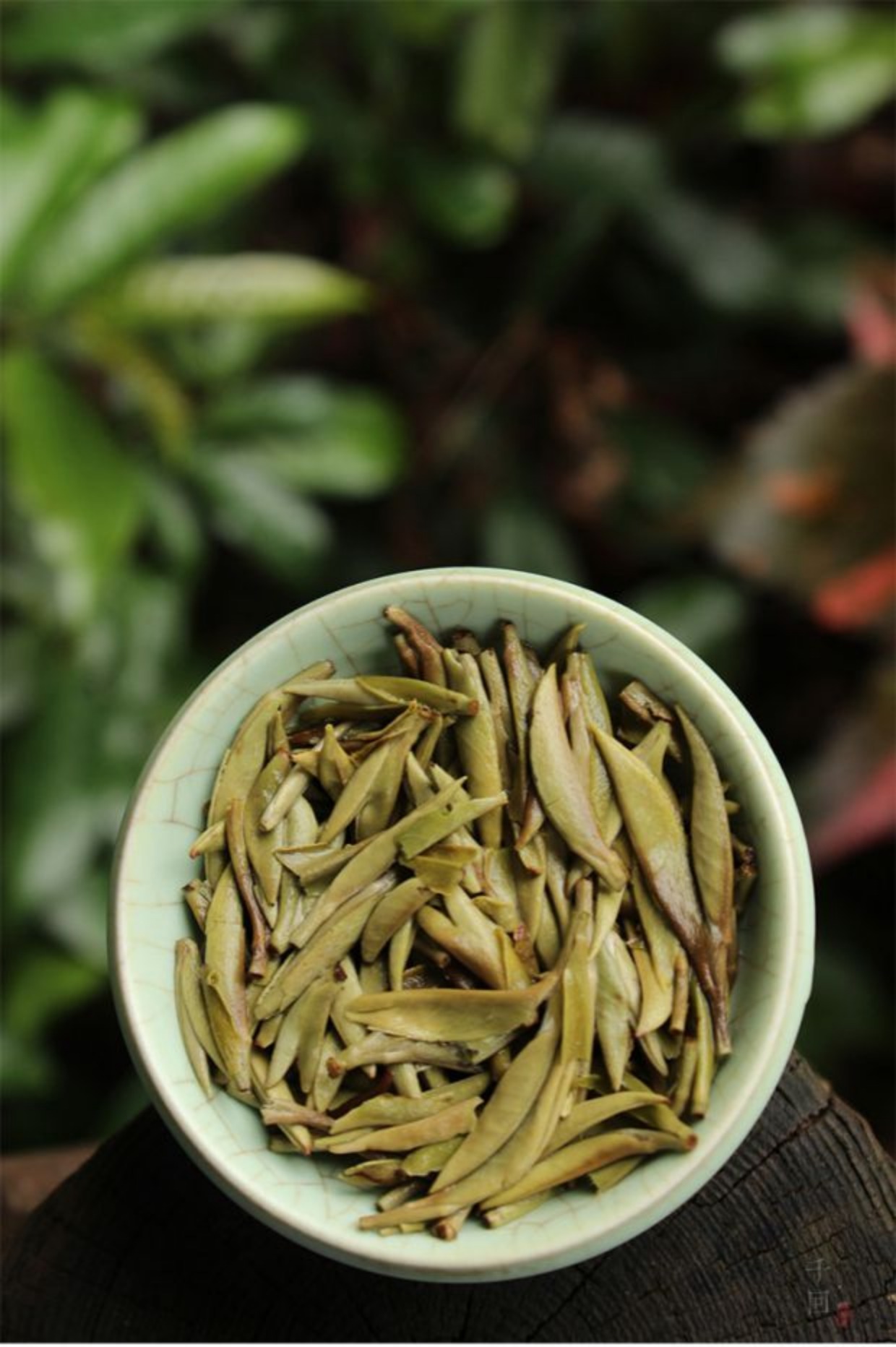 野放白毫银针福鼎白茶磻溪高山自然萎凋2017年75克私房