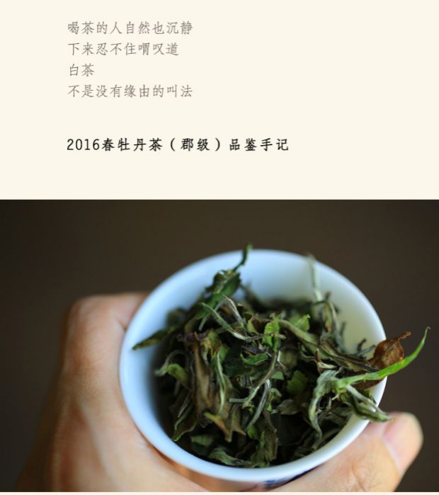 方守龙白茶2016年四季白茶收藏装600克福鼎白茶自然农法