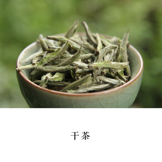 云雾白毫银针福鼎白茶磻溪高山自然萎凋2017年75克私房