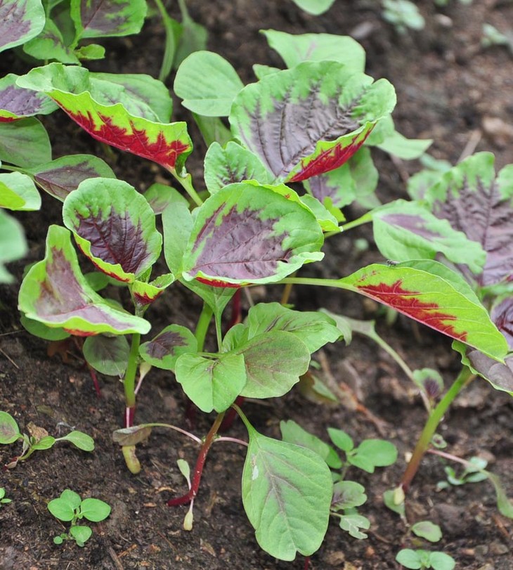 红苋菜