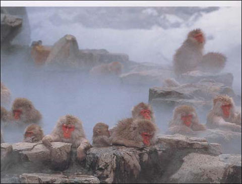 蒲蒲兰 喜欢暖暖的猴子 福田幸广 3-4-5-6岁儿童绘本 正版 商品图1