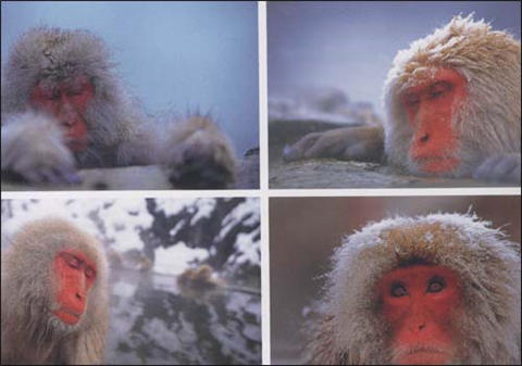 蒲蒲兰 喜欢暖暖的猴子 福田幸广 3-4-5-6岁儿童绘本 正版 商品图2