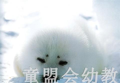 蒲蒲兰 竖琴海豹母子 结城萌良 3-4-5-6岁儿童读物 正版 商品图2