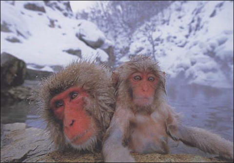 蒲蒲兰 喜欢暖暖的猴子 福田幸广 3-4-5-6岁儿童绘本 正版 商品图4