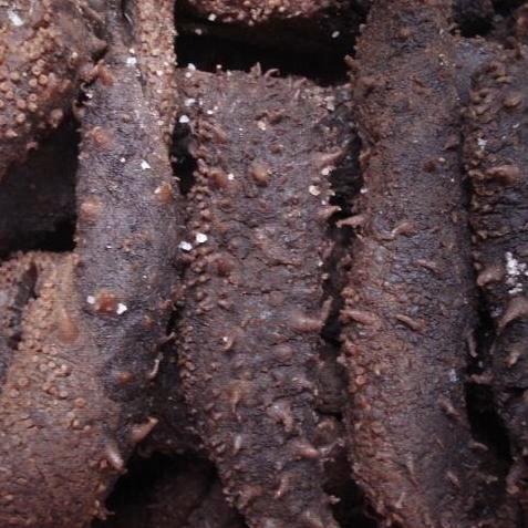 野生加拿大盐渍红海参500克