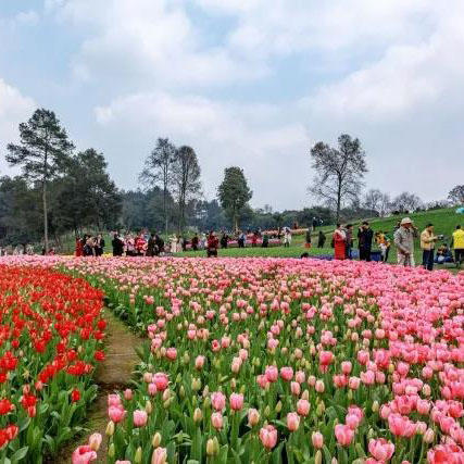 【石象湖郁金香花节·提前1天购票】38元,抢超值门票!