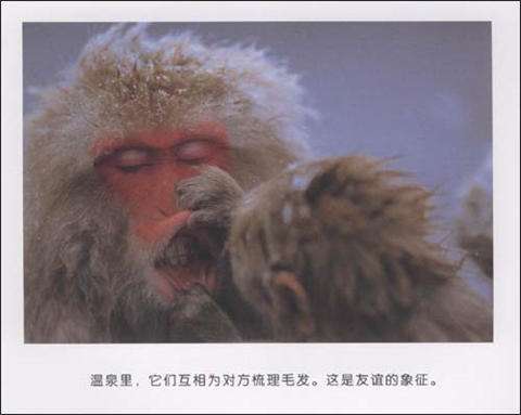 蒲蒲兰 喜欢暖暖的猴子 福田幸广 3-4-5-6岁儿童绘本 正版 商品图3