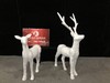 【特价】麋鹿【运费自理】 商品缩略图0