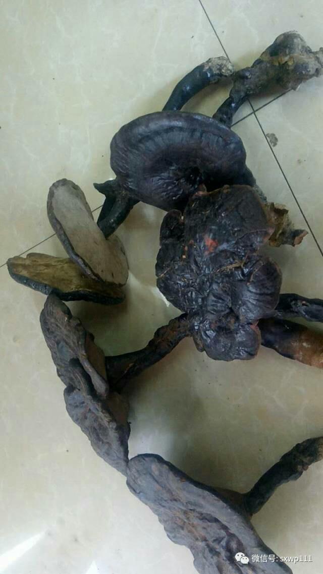 云雾深山野生椴木灵芝香芝短柄赤芝干货380元至1180元500g包邮!