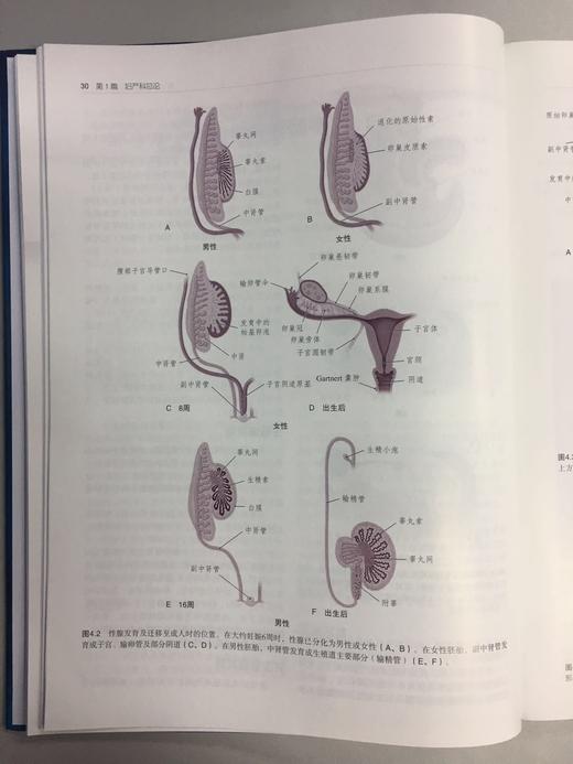 妇产科学（第7版） 商品图5