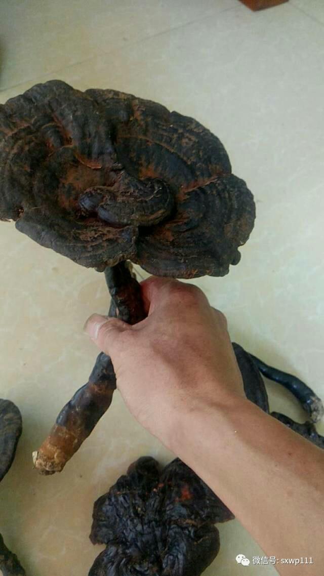 云雾深山野生椴木灵芝香芝短柄赤芝干货380元至1180元500g包邮!