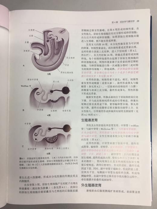 妇产科学（第7版） 商品图4