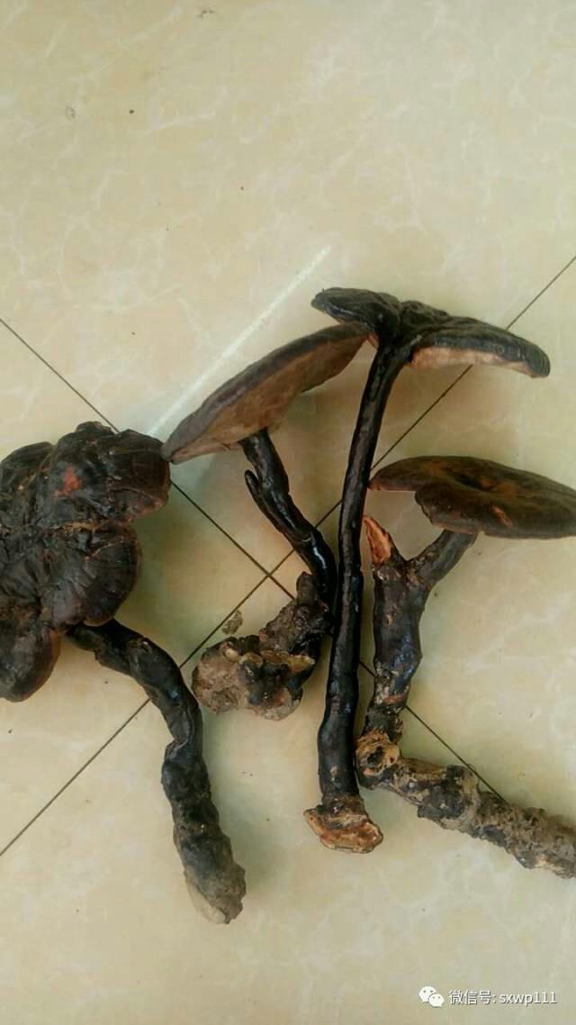 云雾深山野生椴木灵芝香芝短柄赤芝干货380元至1180元500g包邮!