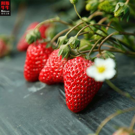 【阳光里的年味】阿斯牛牛西昌红颜草莓1000g 商品图3