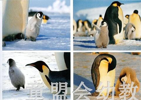 蒲蒲兰 帝企鹅的一家 内山晟 3-4-5-6岁儿童读物 正版 商品图3