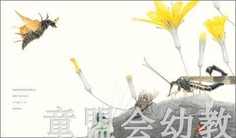 海豚 埋葬虫  长江少年儿童出版社 商品图2