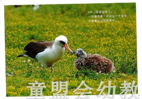 蒲蒲兰 黑背信天翁与风使好朋友 卢冢学 3-4-5-6岁儿童读物 正版 商品图2