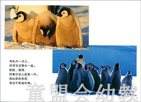 蒲蒲兰 帝企鹅的一家 内山晟 3-4-5-6岁儿童读物 正版 商品图4
