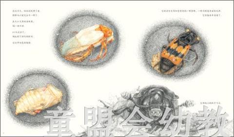 海豚 埋葬虫  长江少年儿童出版社 商品图4