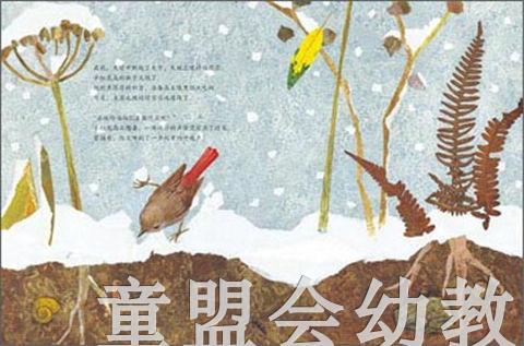 海豚 冬天的红尾鸟 湖北少年儿童出版社 商品图4