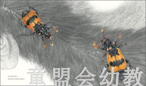 海豚 埋葬虫  长江少年儿童出版社 商品图3