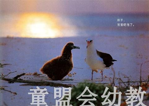 蒲蒲兰 黑背信天翁与风使好朋友 卢冢学 3-4-5-6岁儿童读物 正版 商品图3