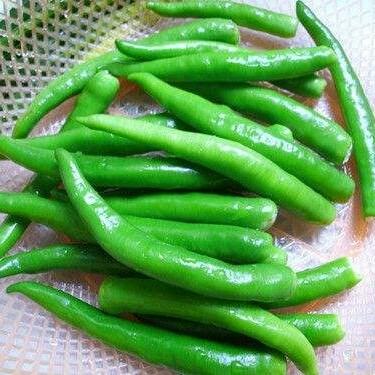 【新鲜】蔬菜杭椒500g/份 商品图2